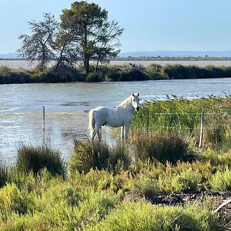 Le Palmier Petite Camargue