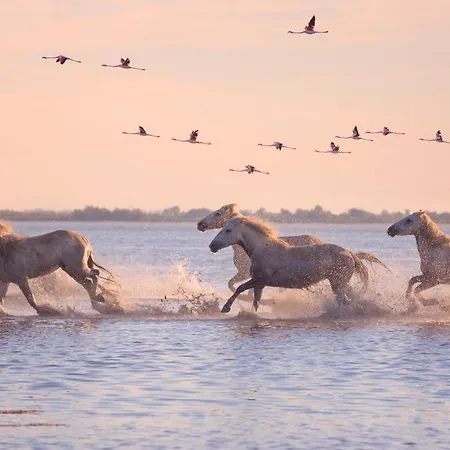 Nocleg ze śniadaniem Le Palmier Aigues-Mortes Parking Petite Camargue