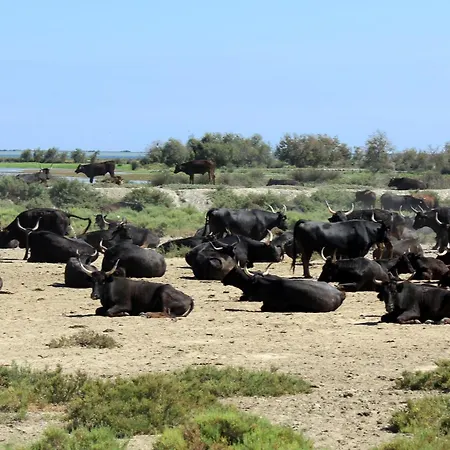 Le Palmier Petite Camargue