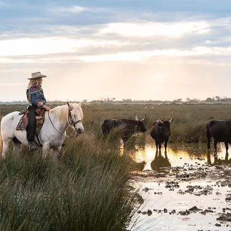 Le Palmier Petite Camargue Aigues-Mortes
